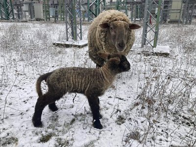 Nový přírůstek do ovčího stáda